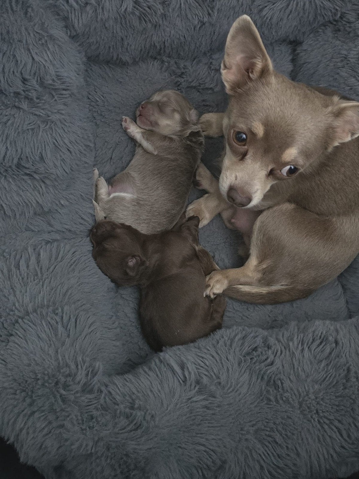 Chihuahua pups, 8 tot 15 weken, Meerdere, Meerdere dieren, Chihuahua