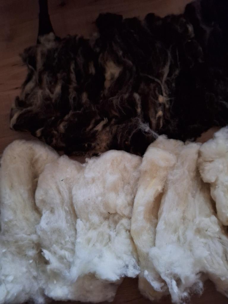 Natuurlijke wol, gekaard. Bruin, wit en bruin-wit, Gebruikt, Wol, Bruin, Ophalen of Verzenden