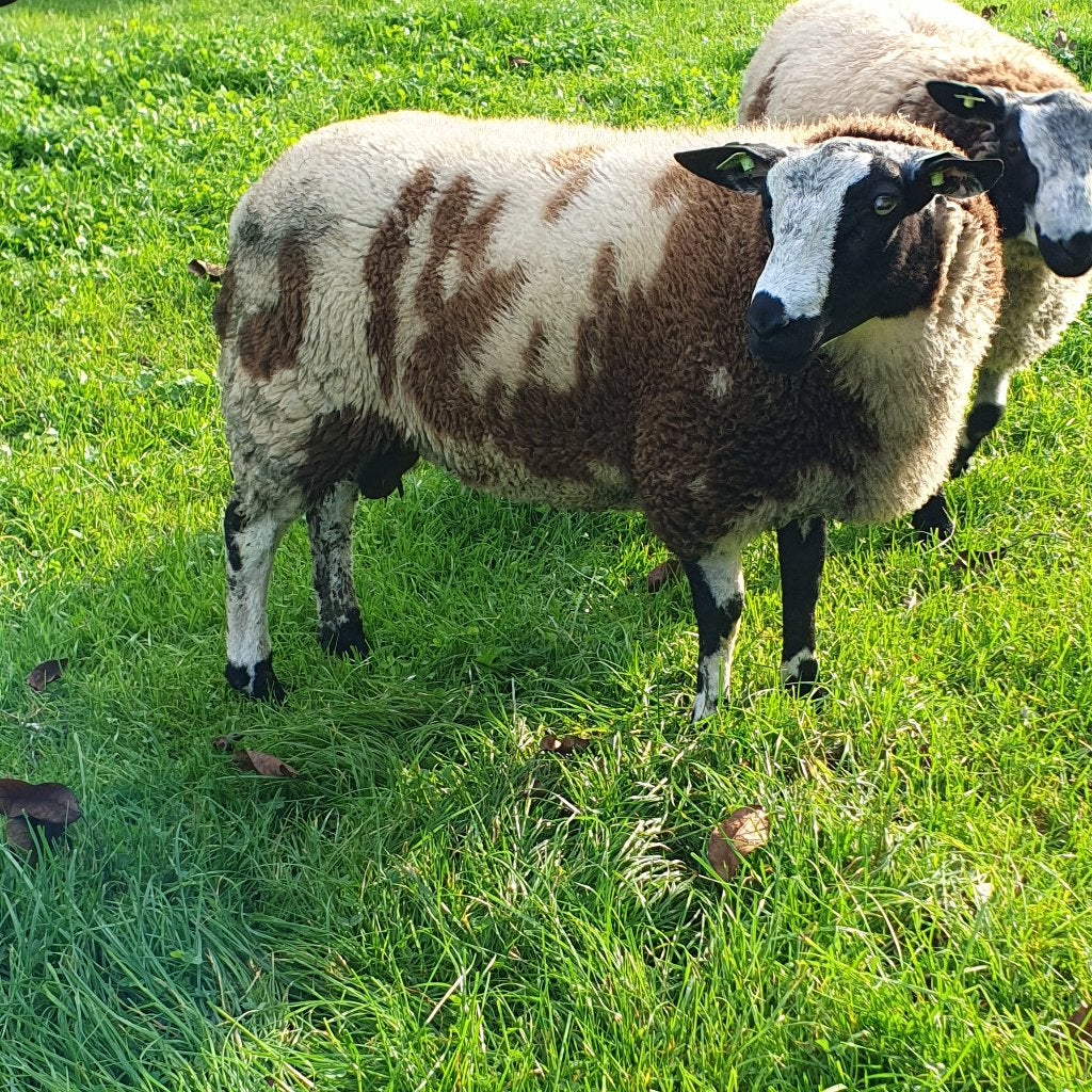 2 bonte stamboekrammen, Meerdere dieren, Schaap, 0 tot 2 jaar