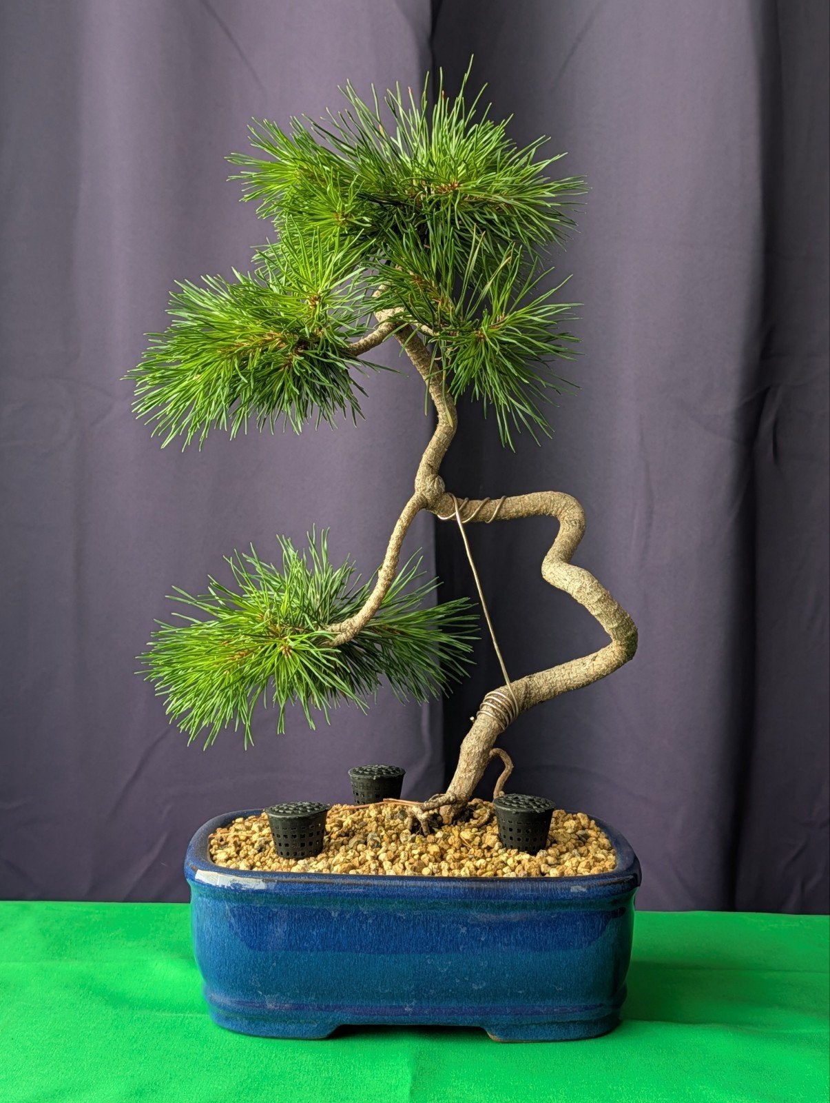 Pinus sylvestris bonsai | 39 cm | Literati stijl, Bloeit niet, Halfschaduw, Overige soorten, Minder dan 100 cm