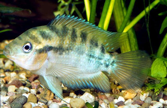 Jonge Herotilapia Multispinosa (Regenboog cichlide), Vis