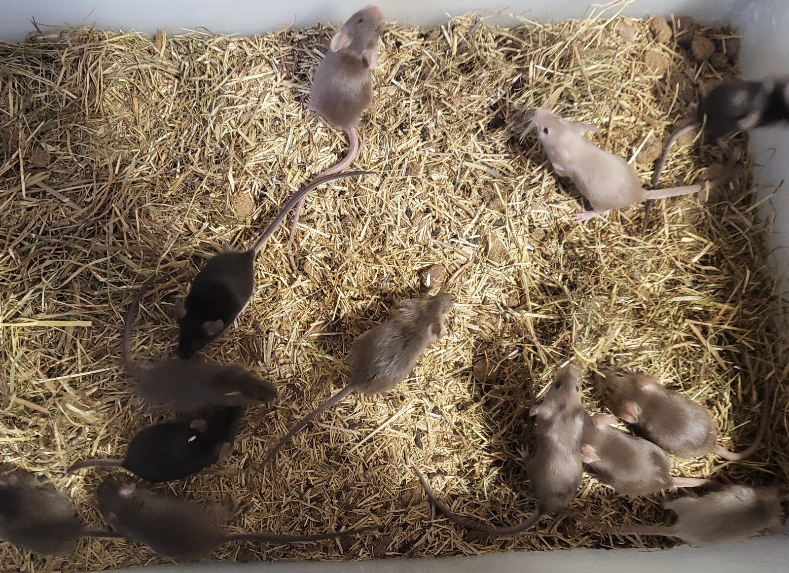 Kleurmuizen, Dieren en Toebehoren, Knaagdieren, Mei, Meerdere dieren, Muis