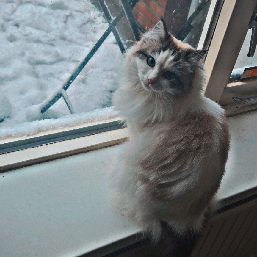 Ragdoll kittens