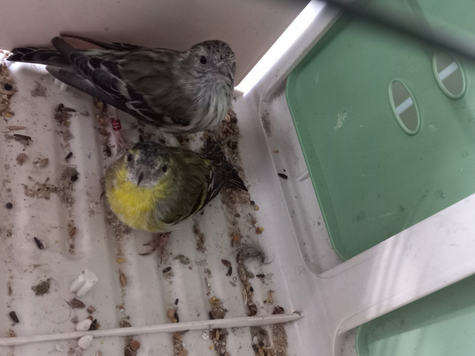 Koppel EU sijzen Wildkleur split Agaat x Ivoor JOURE, Meerdere dieren, Wildzangvogel, Geringd
