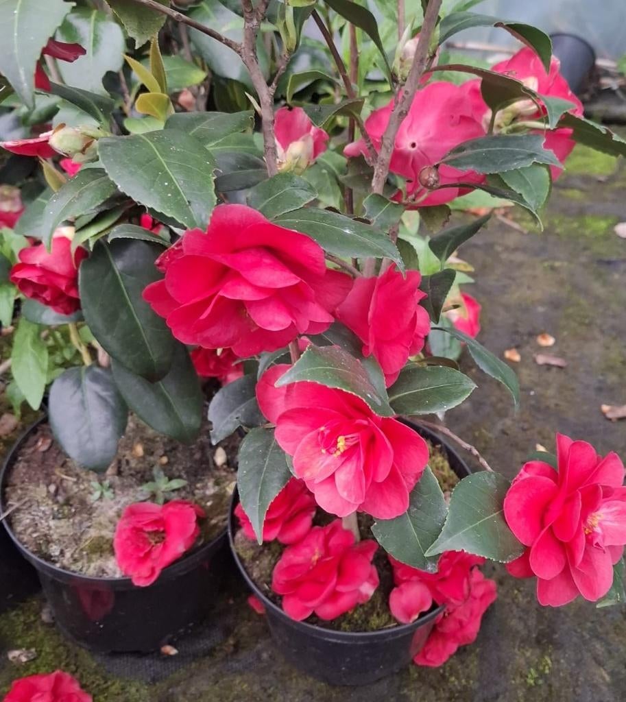 Camellia - Japanse roos, Vaste plant, Halfschaduw, Lente, Ophalen