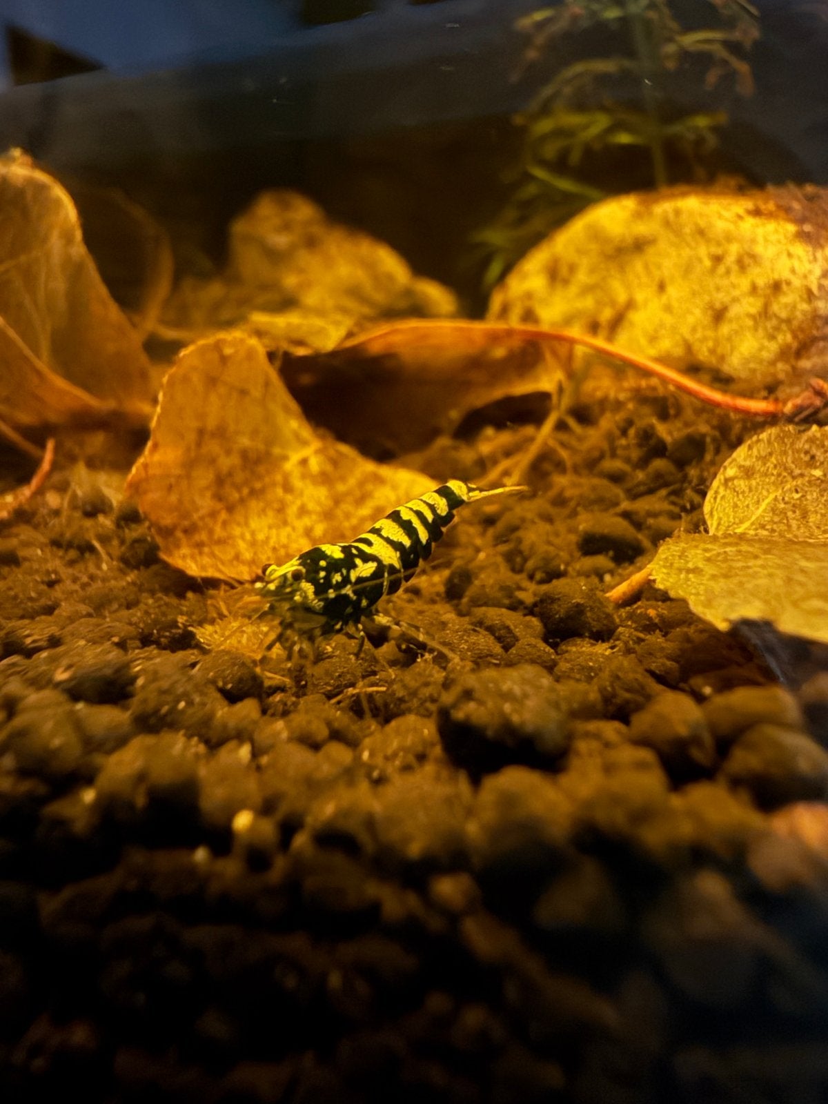 Caridina garnalen, Kreeft, Krab of Garnaal