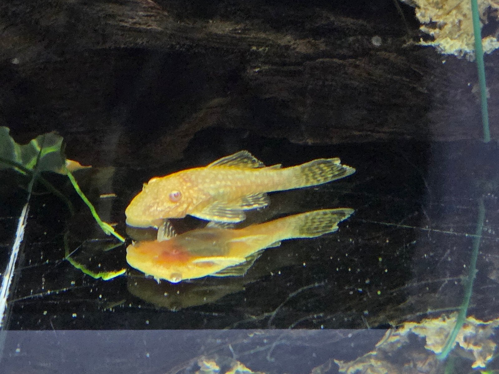ancistrus jonkies, Dieren en Toebehoren, Amfibie, 0 tot 2 jaar