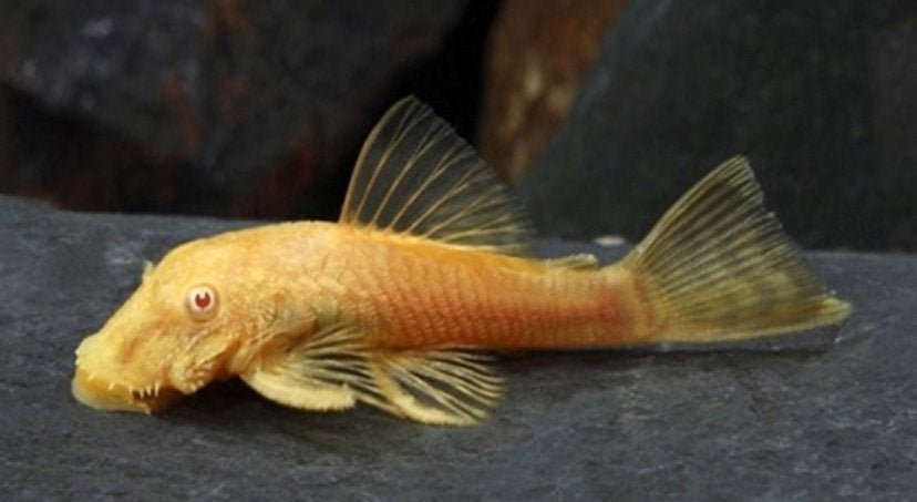 Ancistrus Algeneters, Vis, Zoetwatervis, Schoolvis