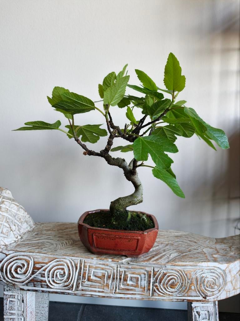 Ficus Carica 'Vijg' bonsai, Bloeit niet, Halfschaduw, Minder dan 100 cm, Overige soorten
