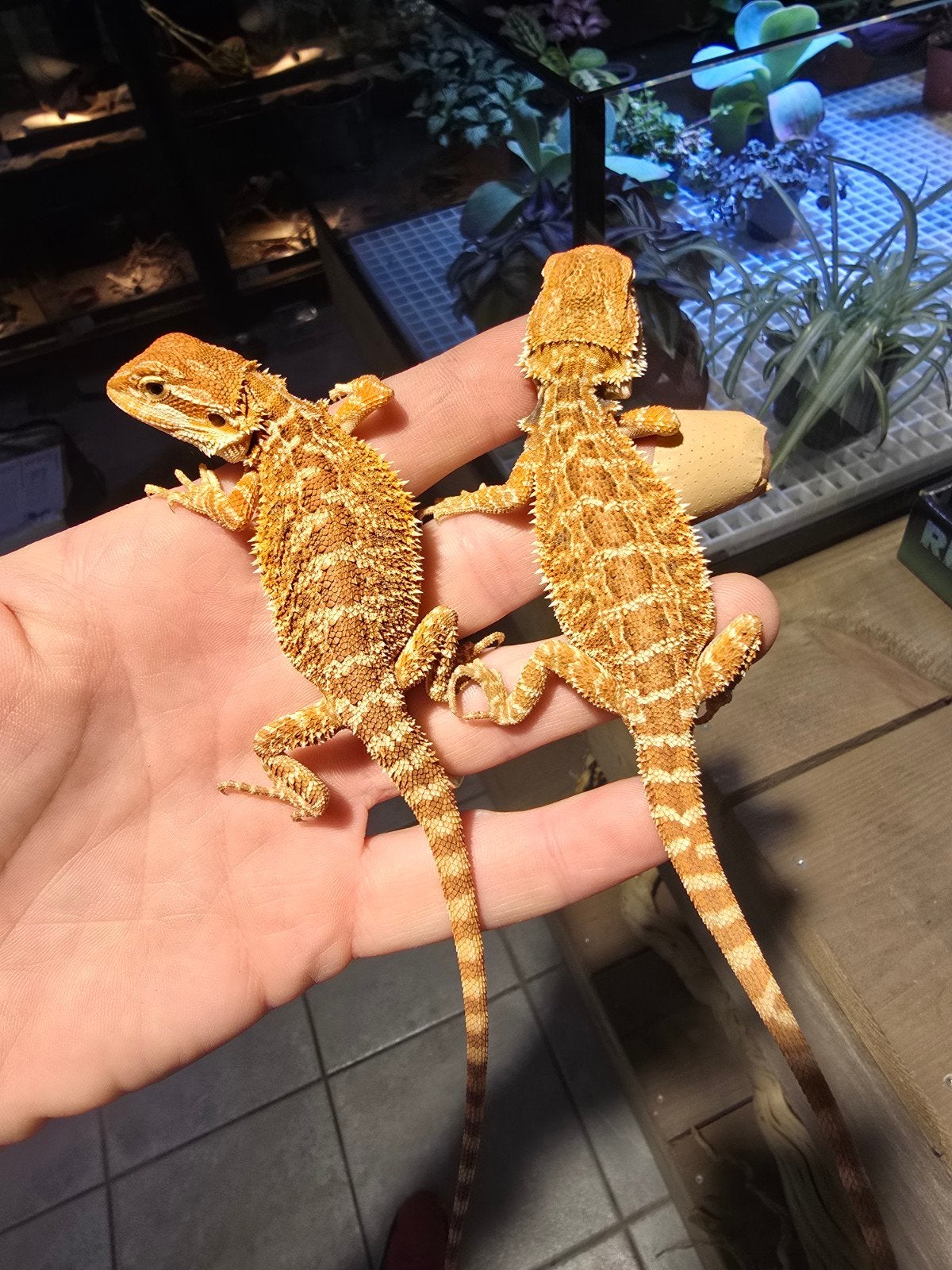 pogona vitticeps red hypo, Dieren en Toebehoren, Hagedis, 0 tot 2 jaar