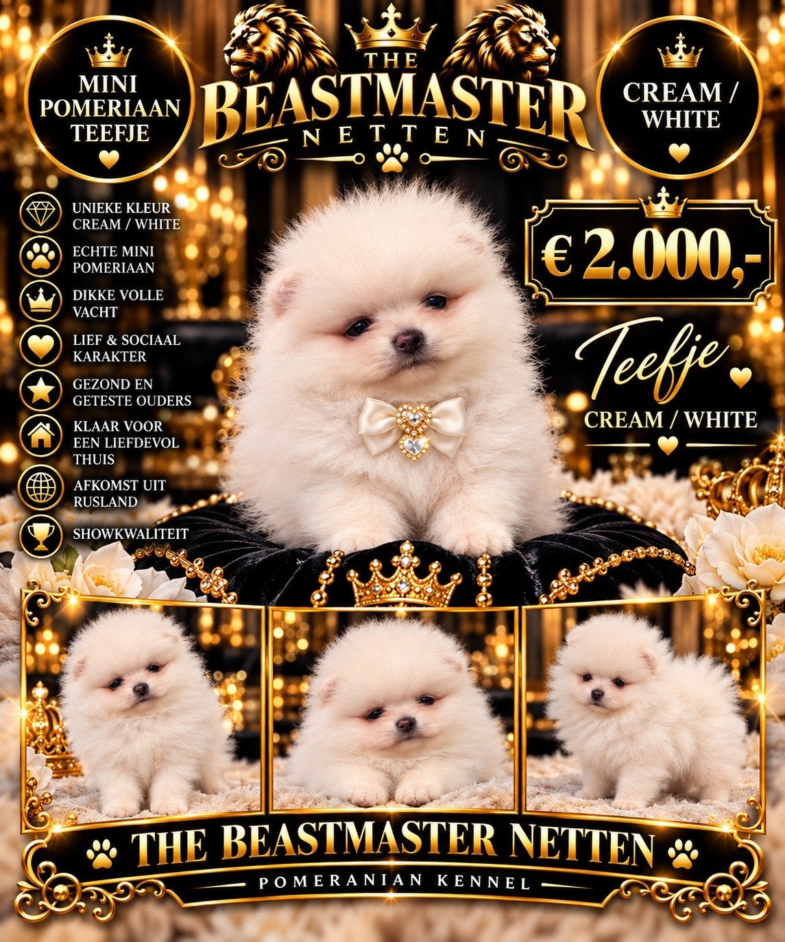 Exclusieve Bear Face Pomeranian pups beschikbaar, Particulier, 15 weken tot 1 jaar, Overige rassen, Buitenland