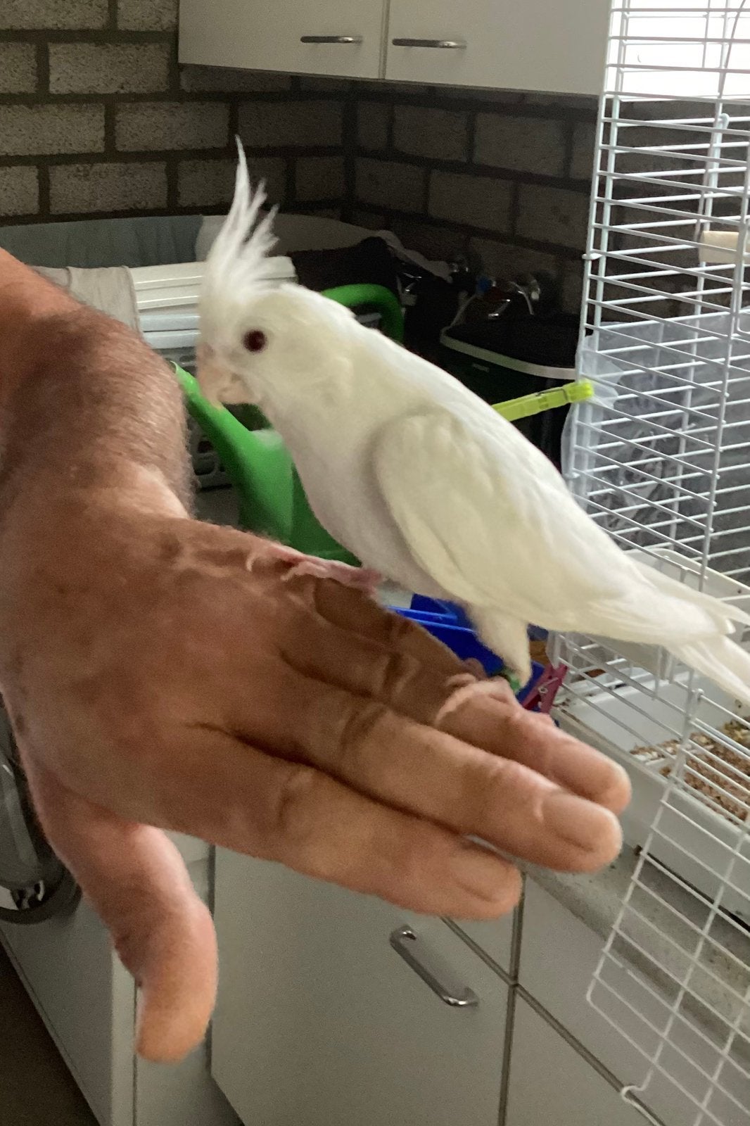 1 Tamme albino valkparkiet 2026, Geslacht onbekend, Parkiet, Tam