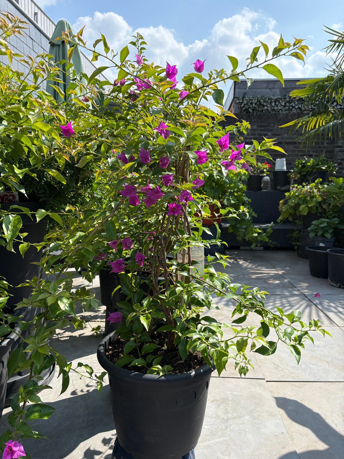 Laatste stuks bougainvillea’s geleid als piramide vorm !!, Volle zon, Vaste plant, Zomer, Ophalen