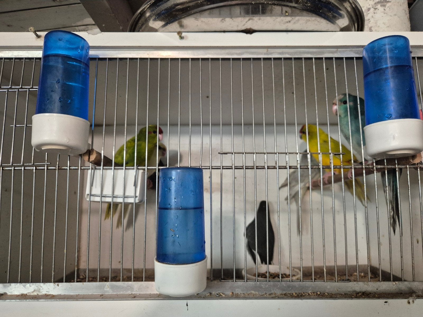 kakariki's, Meerdere dieren, Parkiet, Geringd