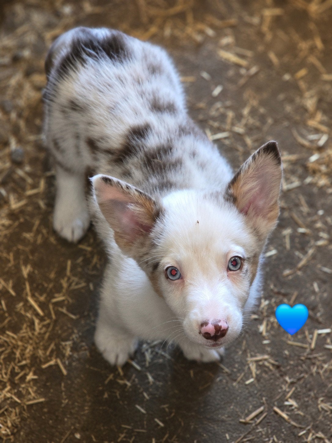 Prachtige Welsh corgi Cardigan pups, Parvo, België, Fokker | Hobbymatig, 8 tot 15 weken
