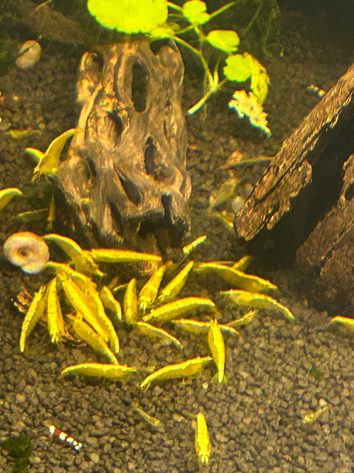 Yellow backline neocaridina garnalen, Dieren en Toebehoren, Kreeft, Krab of Garnaal, Zoetwatervis, Schoolvis