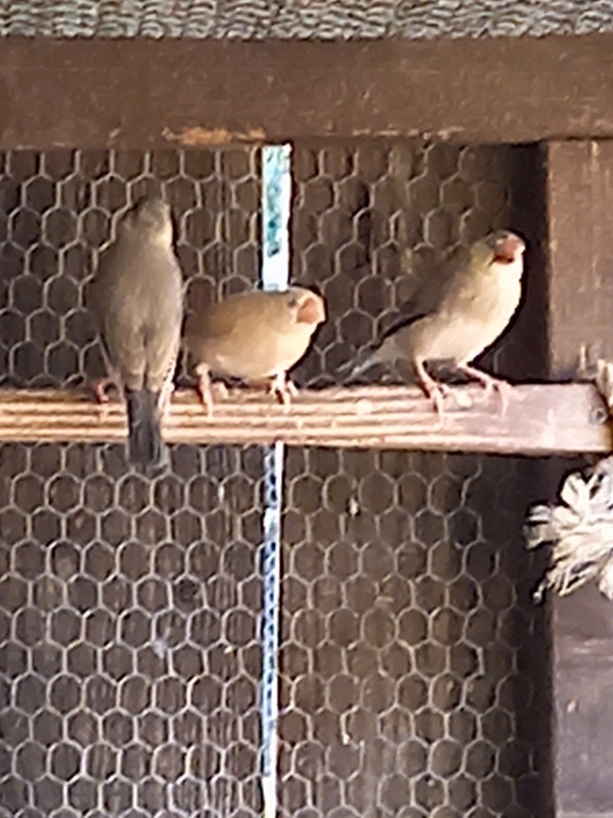 jonge rijstvogels, Dieren en Toebehoren, Vogels | Overige Vogels, Geslacht onbekend
