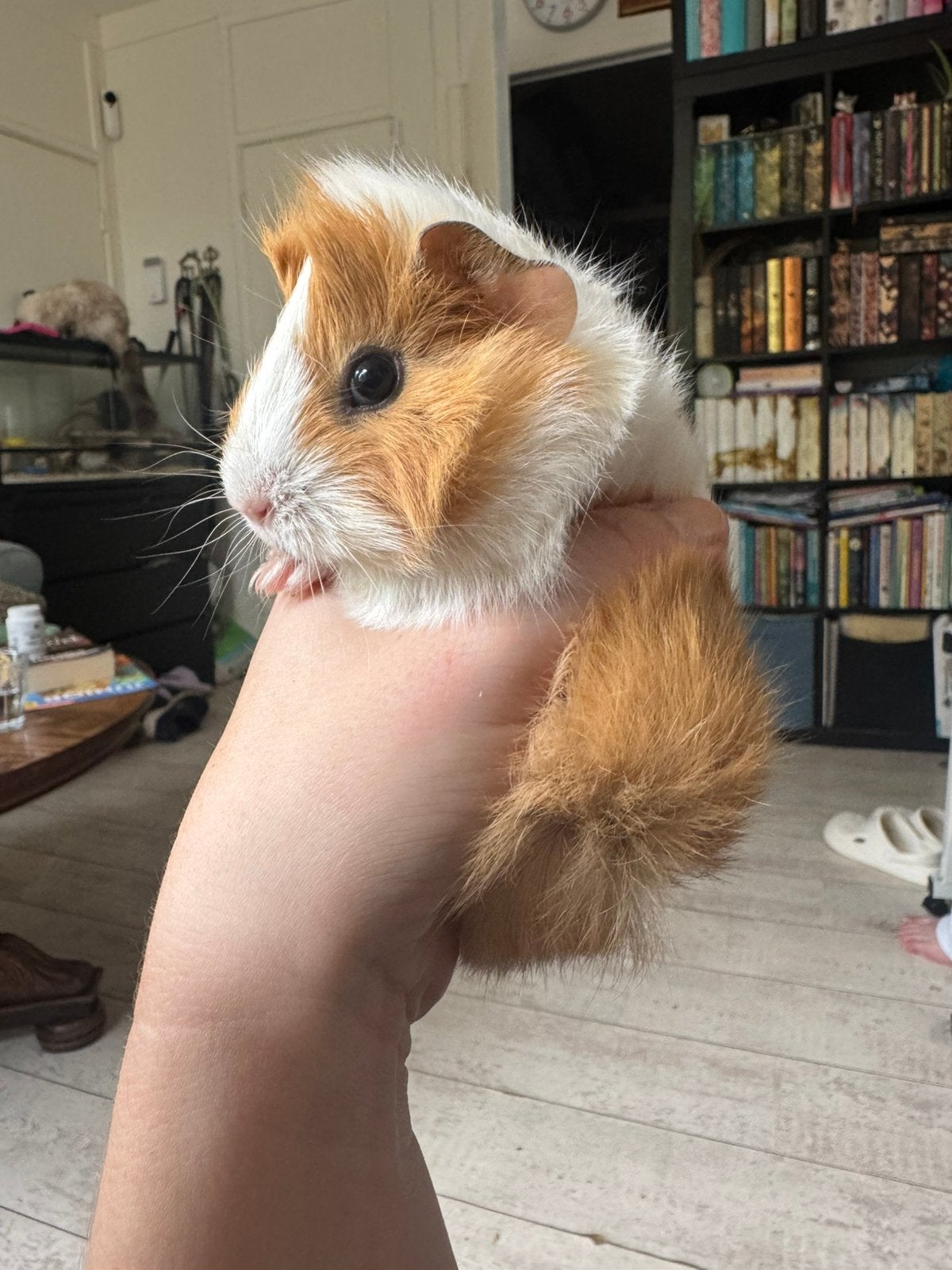 Cavia beertjes!, Dieren en Toebehoren, Knaagdieren, Cavia, Augustus, Mannelijk, Tam