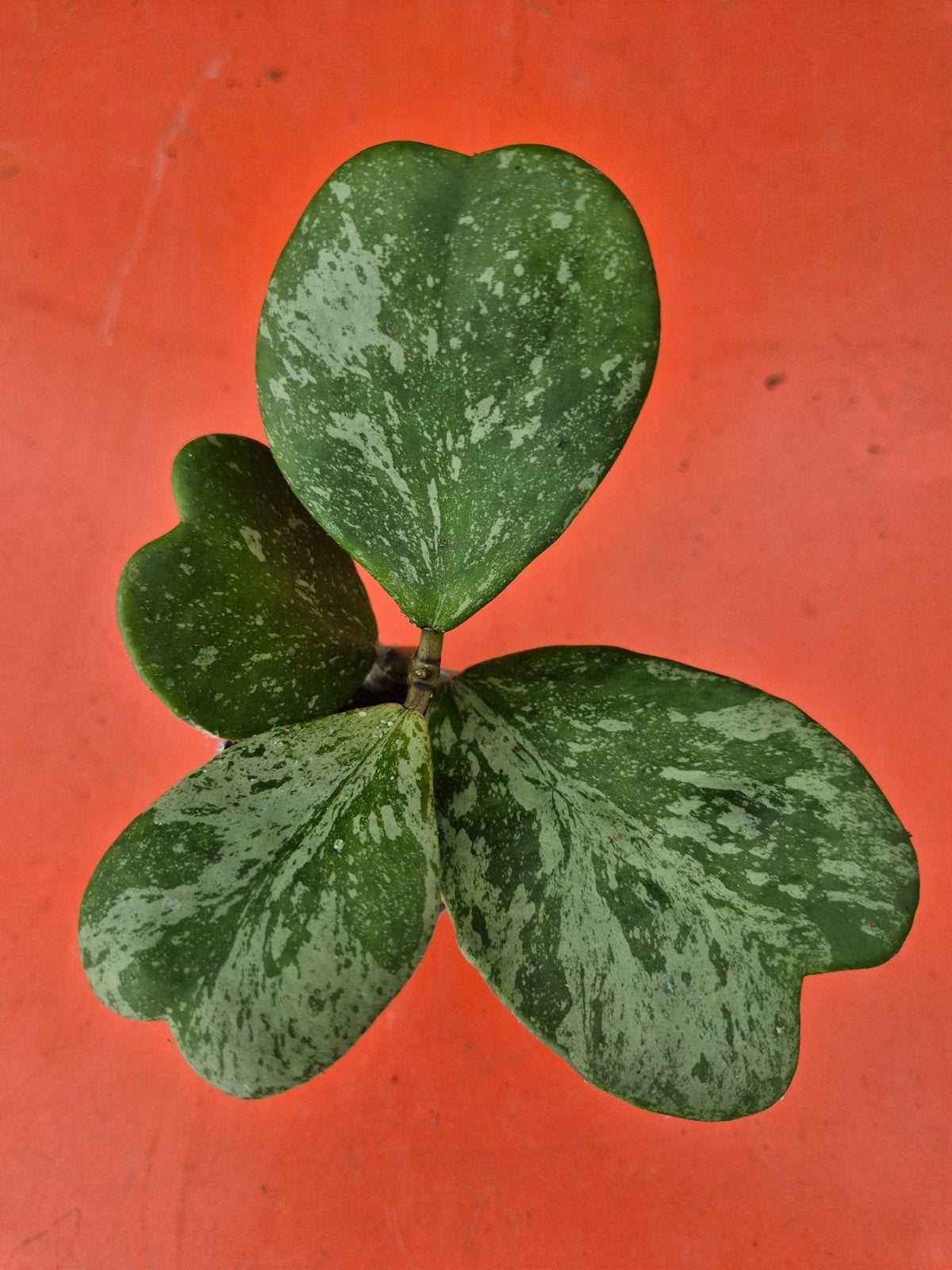 Hoya Kerrii Splash p6 (4), Ophalen of Verzenden, Halfschaduw, Minder dan 100 cm