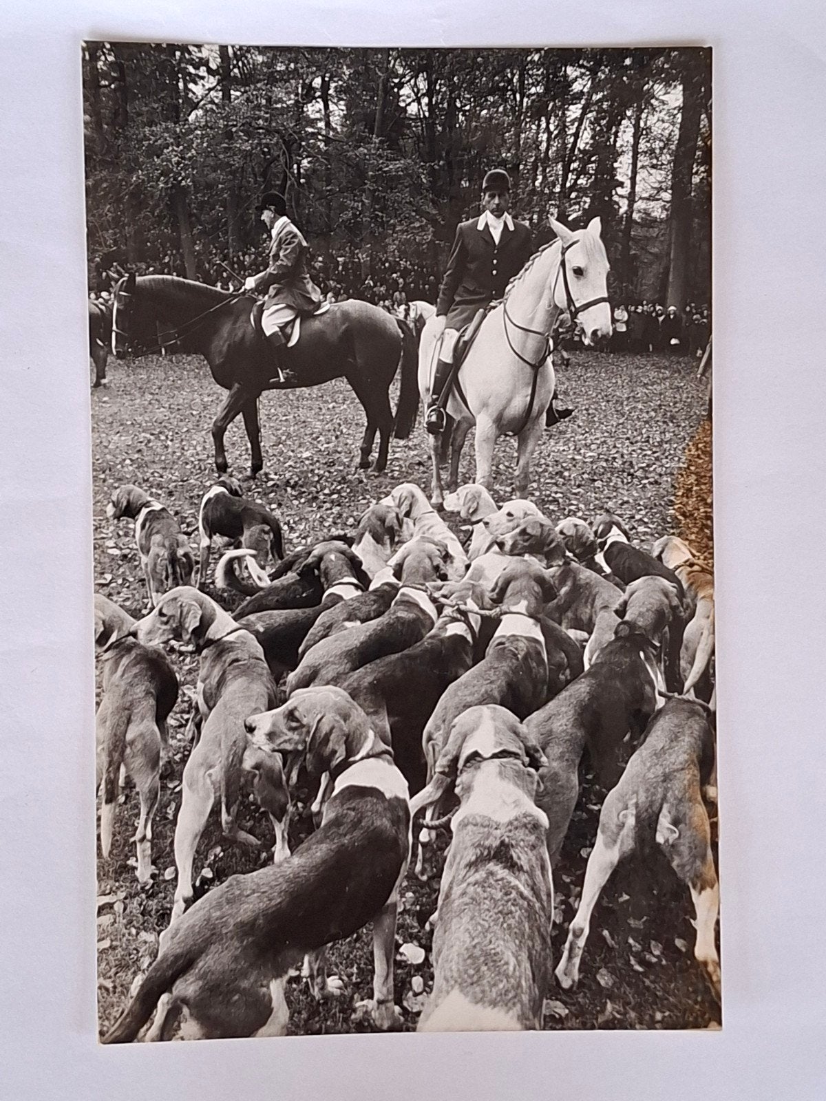 Persfoto- paarden- Foxhound- honden- jacht- ruiter, Ophalen of Verzenden, 1960 tot 1980, Dier, Foto