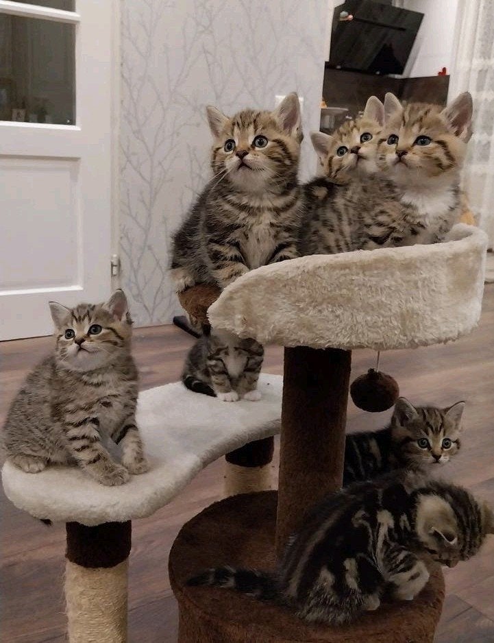 kittens, Meerdere dieren, Met stamboom, 0 tot 2 jaar