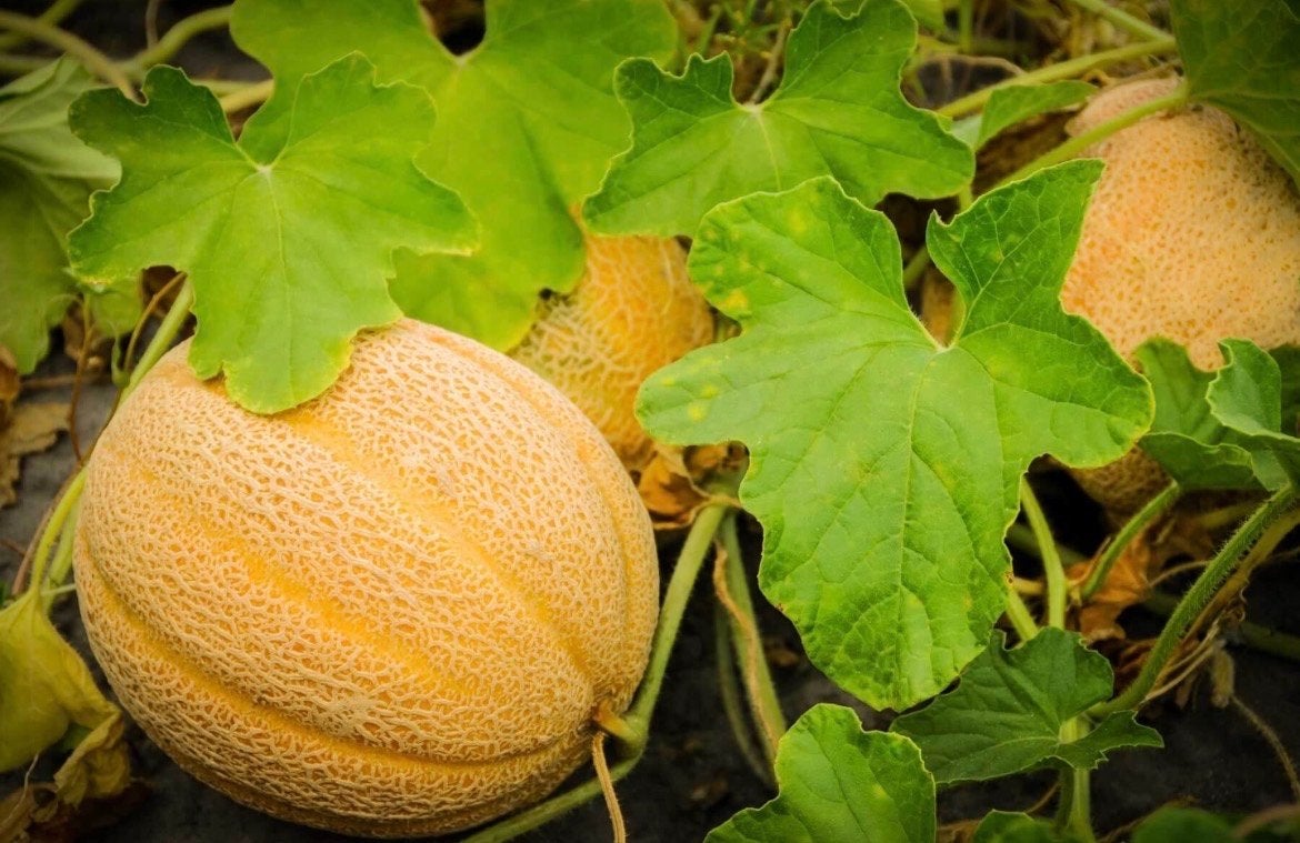 Cantaloupe meloen zaden, Ophalen of Verzenden, Voorjaar, Volle zon, Zaad