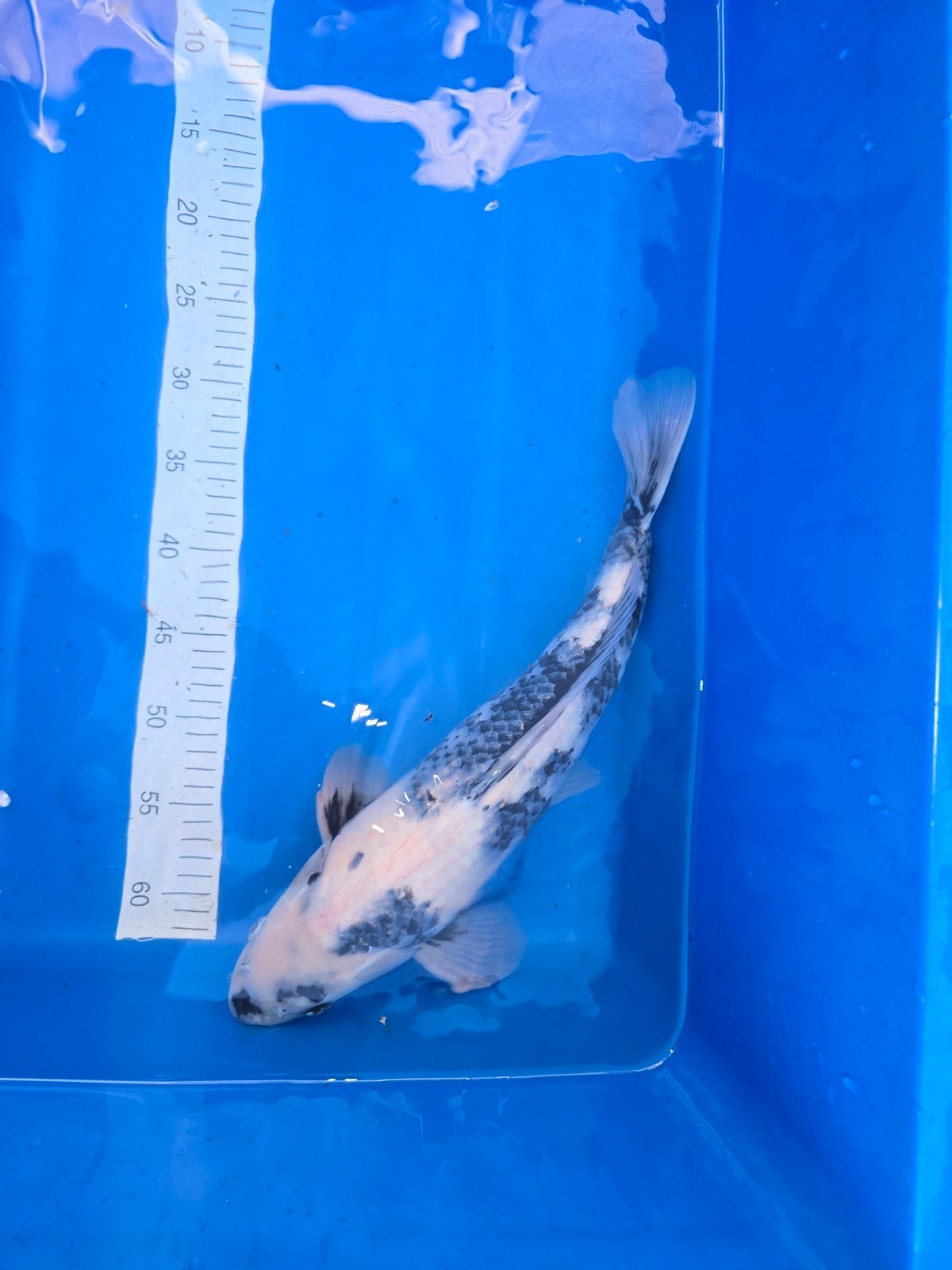 Shiro utsuri 45-50 cm, Karper of Koi