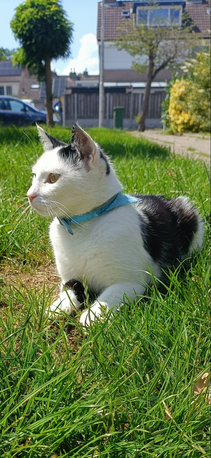 Kater mika, Dieren en Toebehoren, Kater, Kortharig, 3 tot 5 jaar