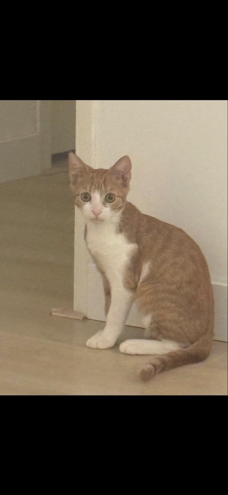 Poes katertje 5 maanden oud moet met spoed nieuw baasje, Dieren en Toebehoren, Kater, Kortharig, 0 tot 2 jaar