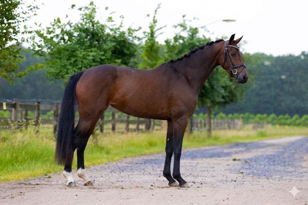 Talentvolle jonge dressuurmerrie, Merrie, Met stamboom, Dressuurpaard, Zadelmak