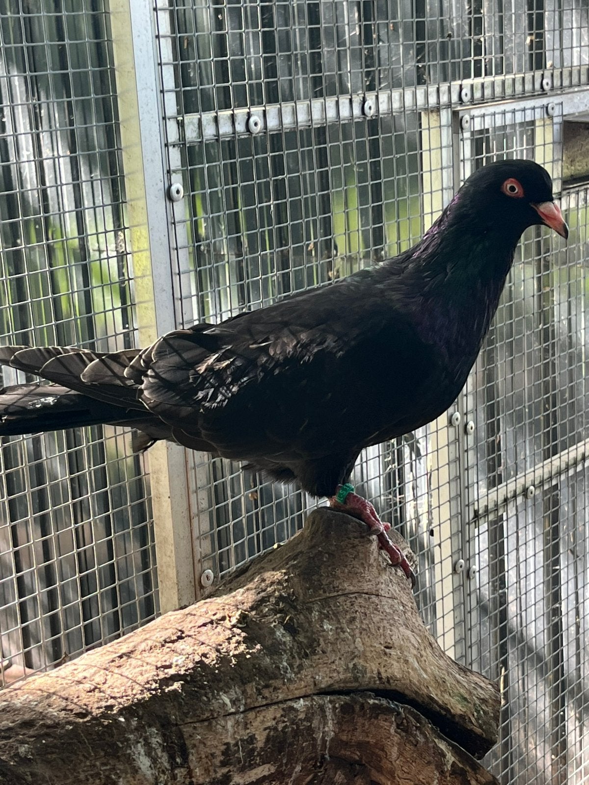 Romeinen mooie grote reuzen duiven., Dieren en Toebehoren, Vogels | Duiven, Meerdere dieren, Overige soorten