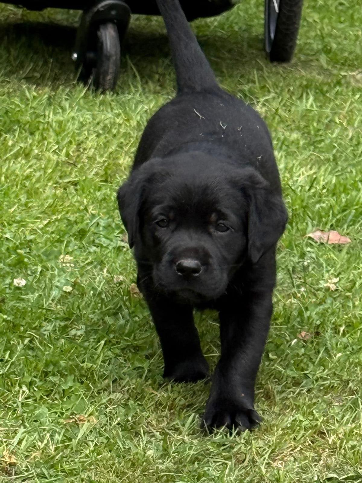 Zwarte Labrador pups, stamboom, sociale voll. geteste ouders, Parvo, 8 tot 15 weken, Labrador retriever, Meerdere