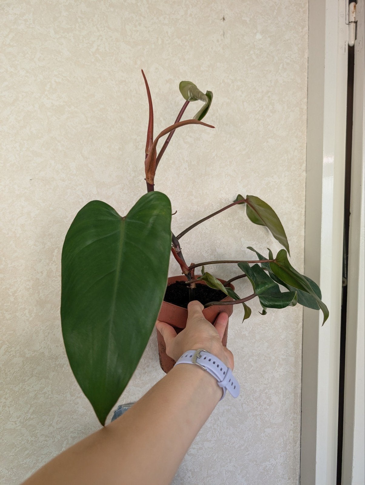 Philo Red Emerald in 12 cm pot, Huis en Inrichting, Ophalen of Verzenden, Halfschaduw, Minder dan 100 cm