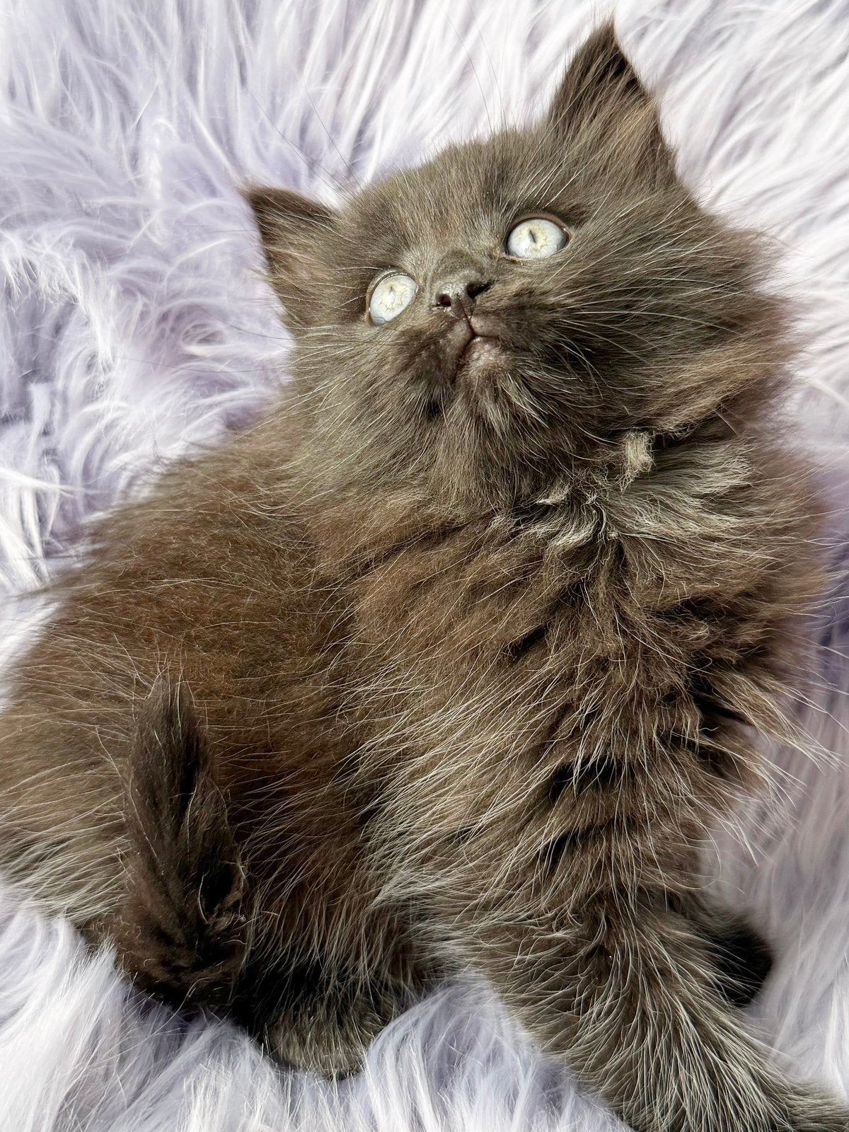Prachtige wollige kruising ragdoll kittens zoeken een huisje, Dieren en Toebehoren, Meerdere dieren, 0 tot 2 jaar