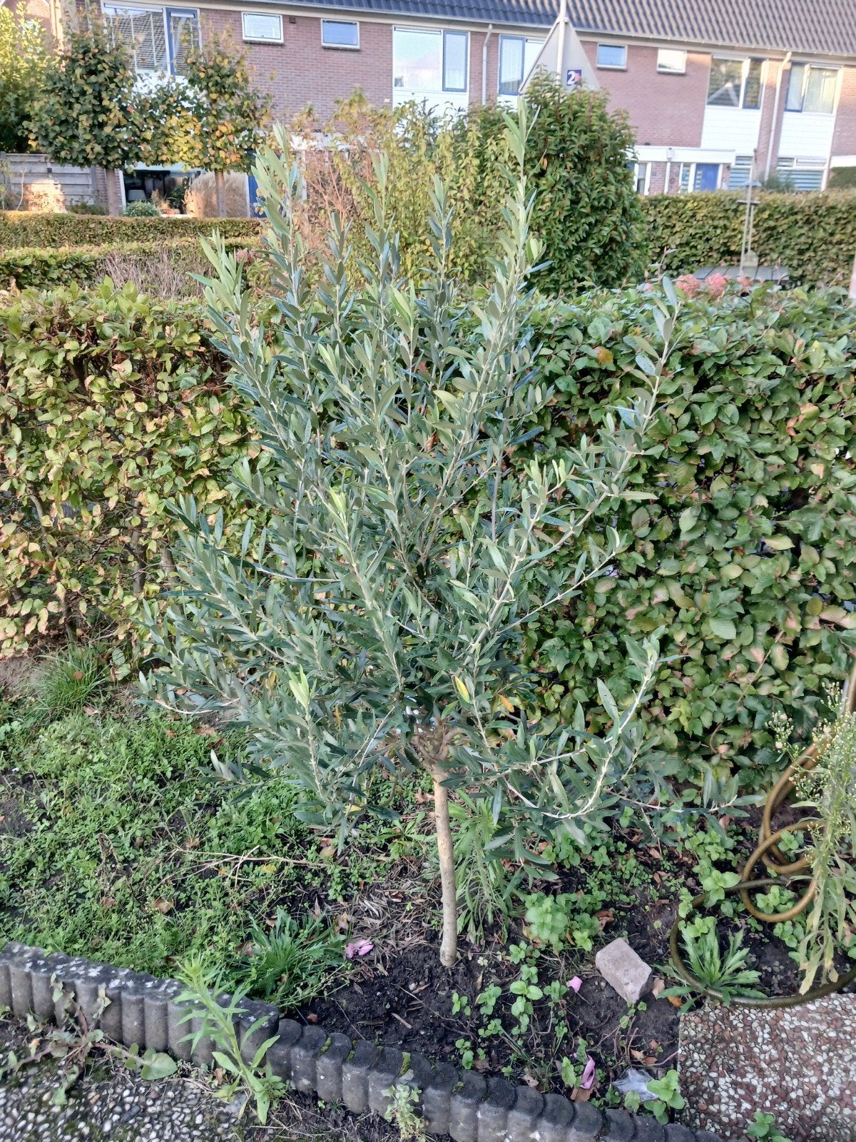 Jonge Olijfboom - Perfect voor Tuin of Terras, Overige soorten, Volle zon, Vaste plant, Ophalen of Verzenden