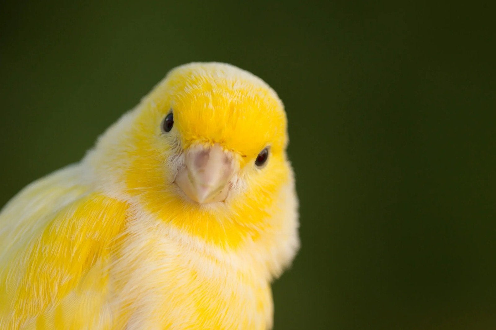 GEZOCHT!!!, Dieren en Toebehoren, Vrouwelijk, Kleurkanarie