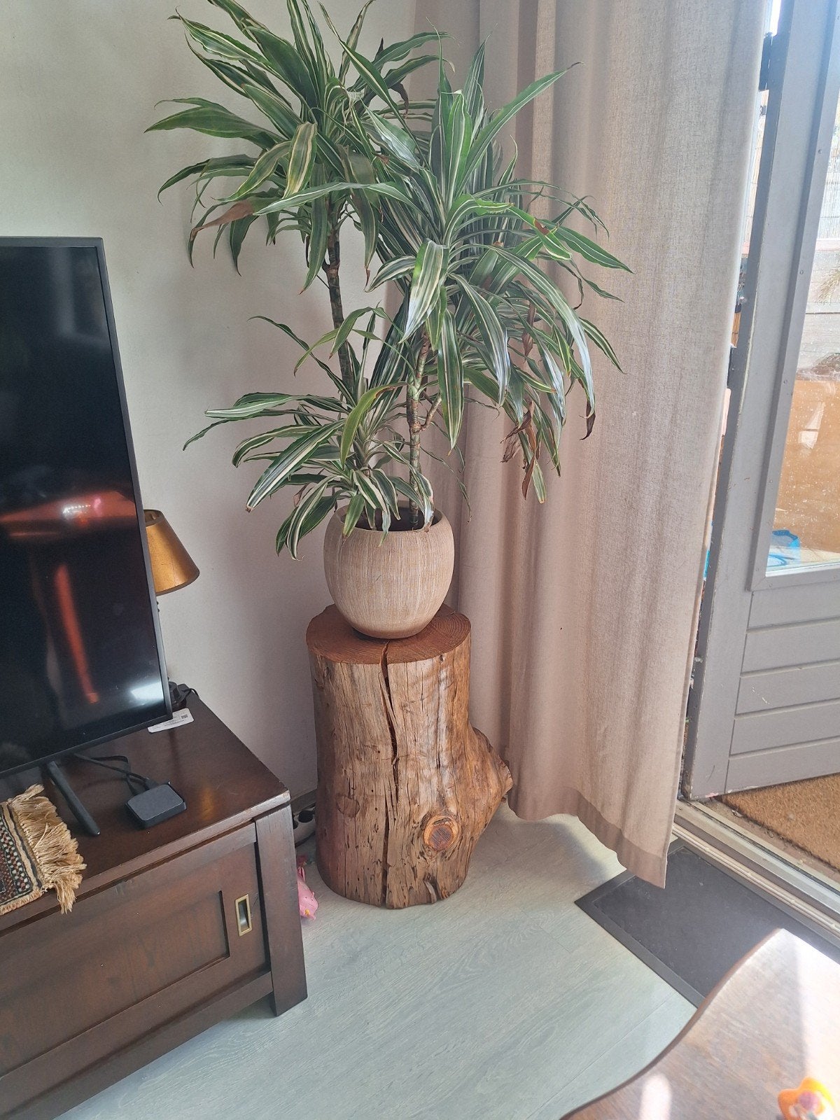Decoratieve boomstam - Mooi ingedroogd en afgelakt, Hout, Gebruikt, Ophalen of Verzenden, Landelijk