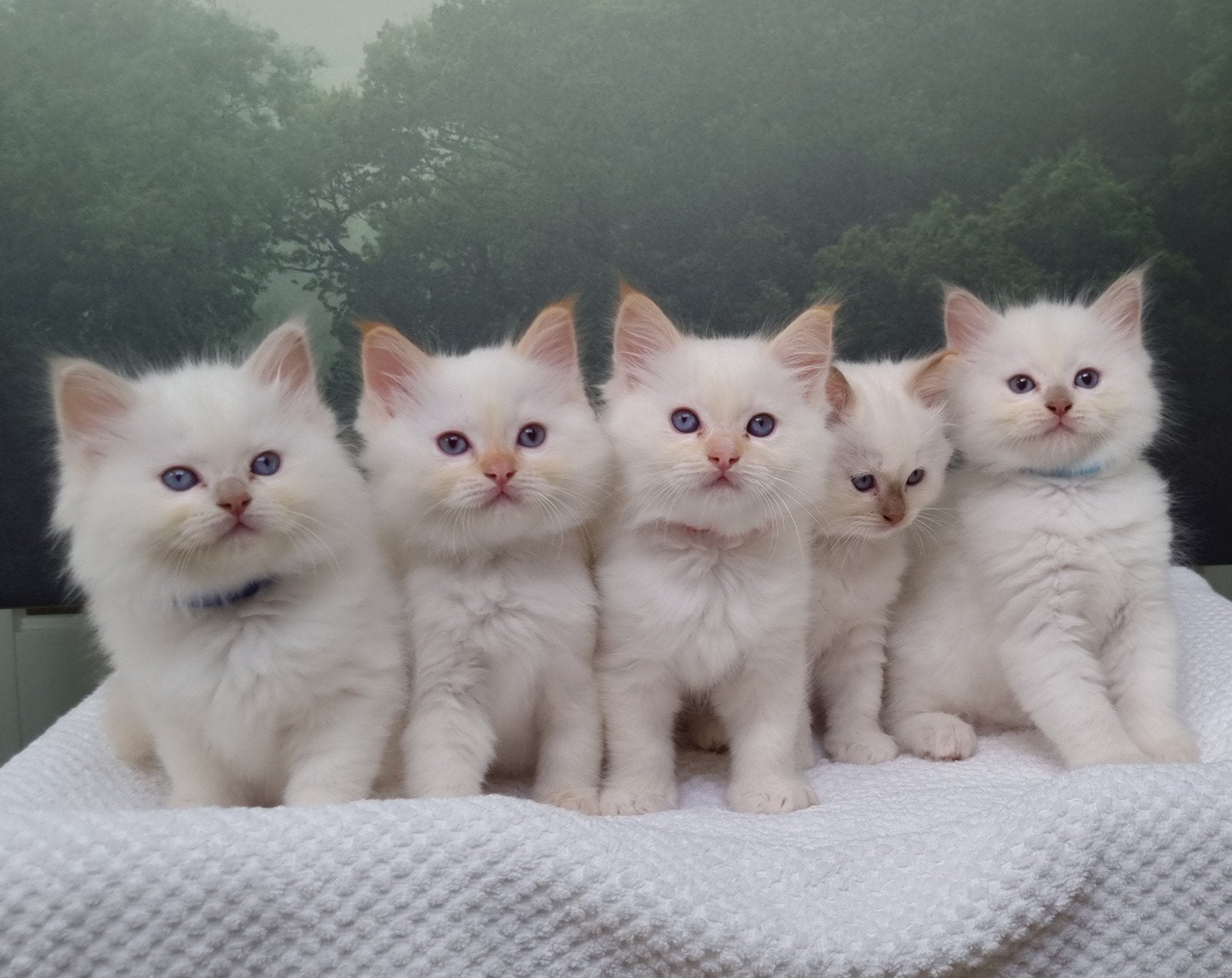 Ragdoll kittens met stamboom, Dieren en Toebehoren, Meerdere dieren, Met stamboom, 0 tot 2 jaar