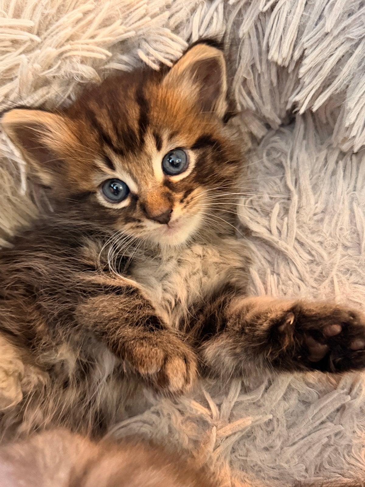 Kittens (ras-ouders) blauwe rus x boskat, Poes, 0 tot 2 jaar