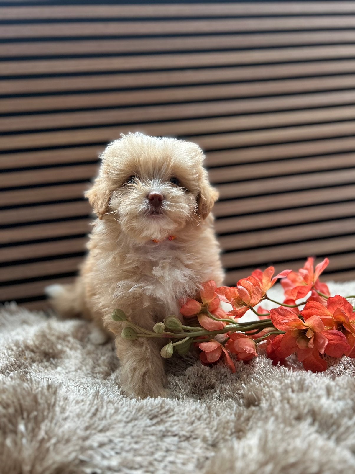 Kleine maltipoo puppys, Poedel, Parvo, Reu, 8 tot 15 weken