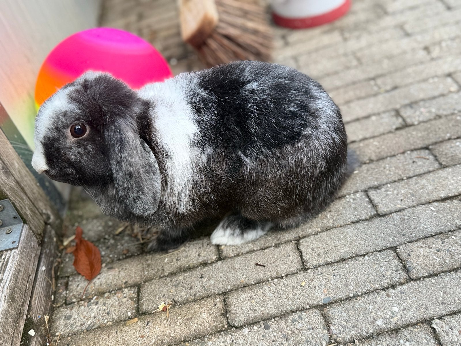 Hangoor konijn, Vrouwelijk, Groot, Hangoor, 0 tot 2 jaar