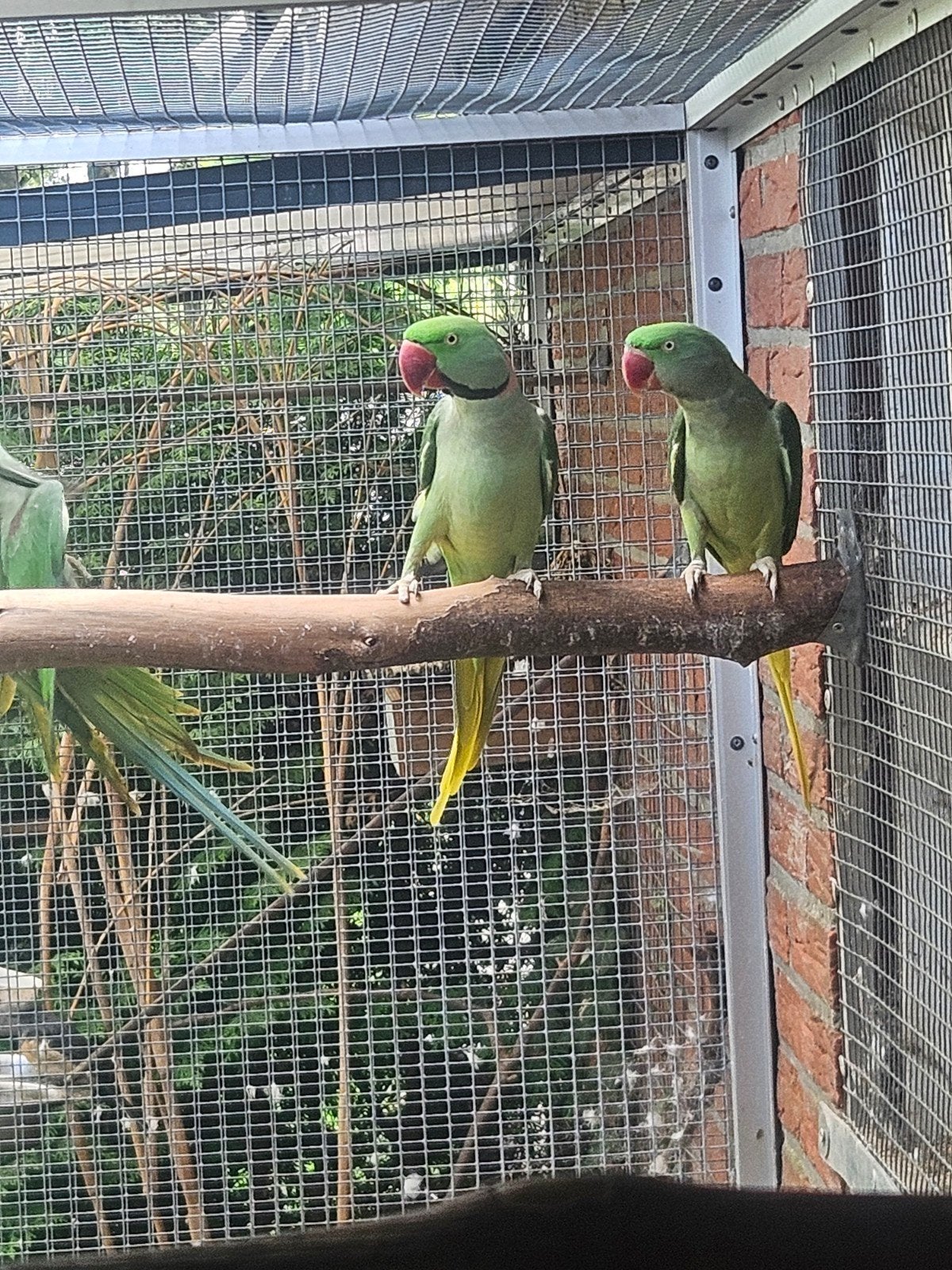 koppel grote alexanderparkieten split rec grijsgroen, Dieren en Toebehoren, Vogels | Parkieten en Papegaaien, Meerdere dieren
