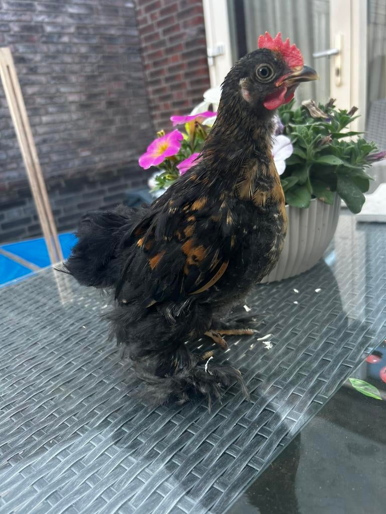 Mooie cochin kriel haan, Dieren en Toebehoren, Pluimvee, Mannelijk, Kip