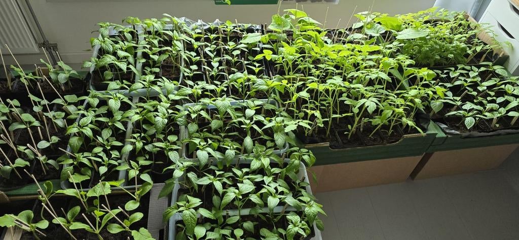 Groenteplantjes / Moestuinplantjes: Paprika, Tomaat, Komk, Tuin en Terras, Overige Tuin en Terras, Ophalen of Verzenden