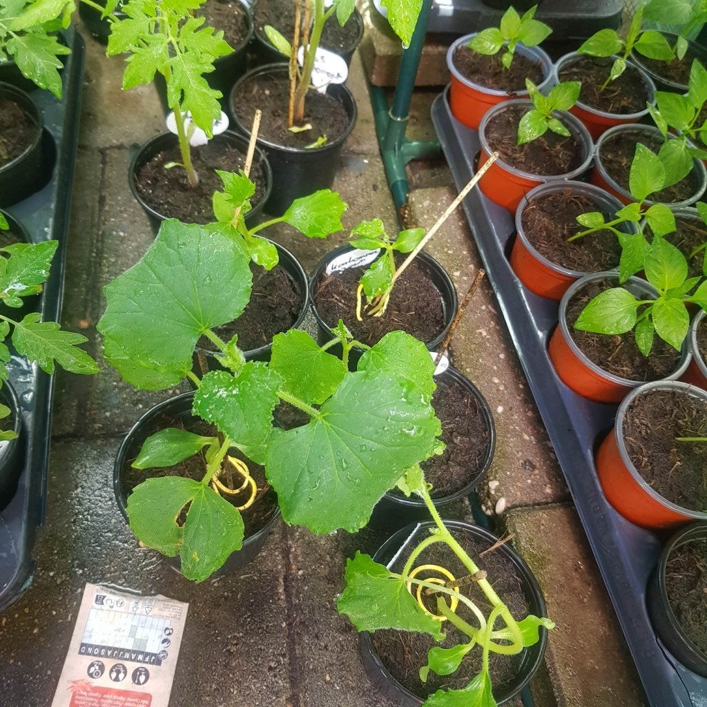 Laatste mooie moestuinplanten 0,50 euro p.st, Ophalen, Volle zon, Groenteplanten, Eenjarig
