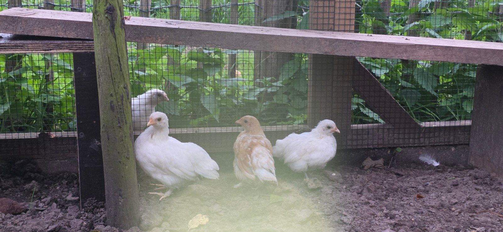 diverse kippen, Dieren en Toebehoren, Meerdere dieren, Kip