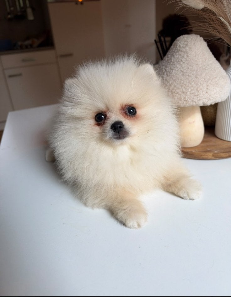 Mini pomeriaan wit reutje, Particulier, Keeshond, Rabiës (hondsdolheid), 15 weken tot 1 jaar