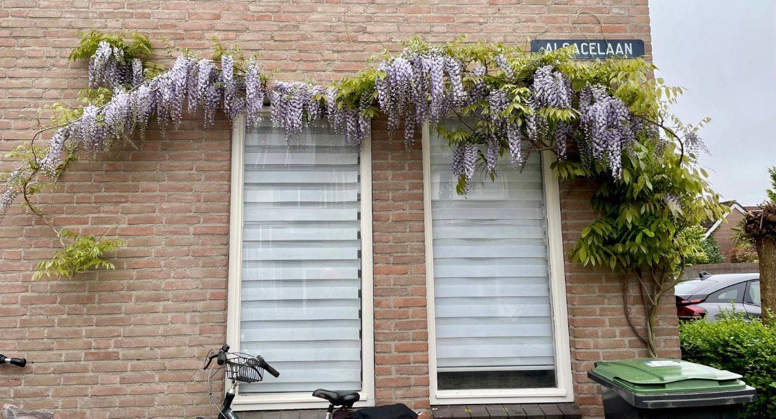 Wisteria, Ophalen, Overige soorten, Volle zon