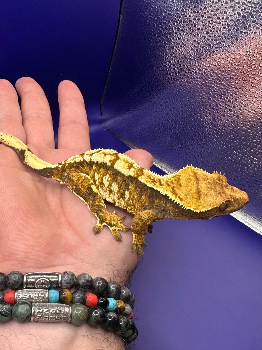 🦎 Wimpergekko WaFl 02 | tricolor | vrouw, Dieren en Toebehoren, Hagedis, 0 tot 2 jaar