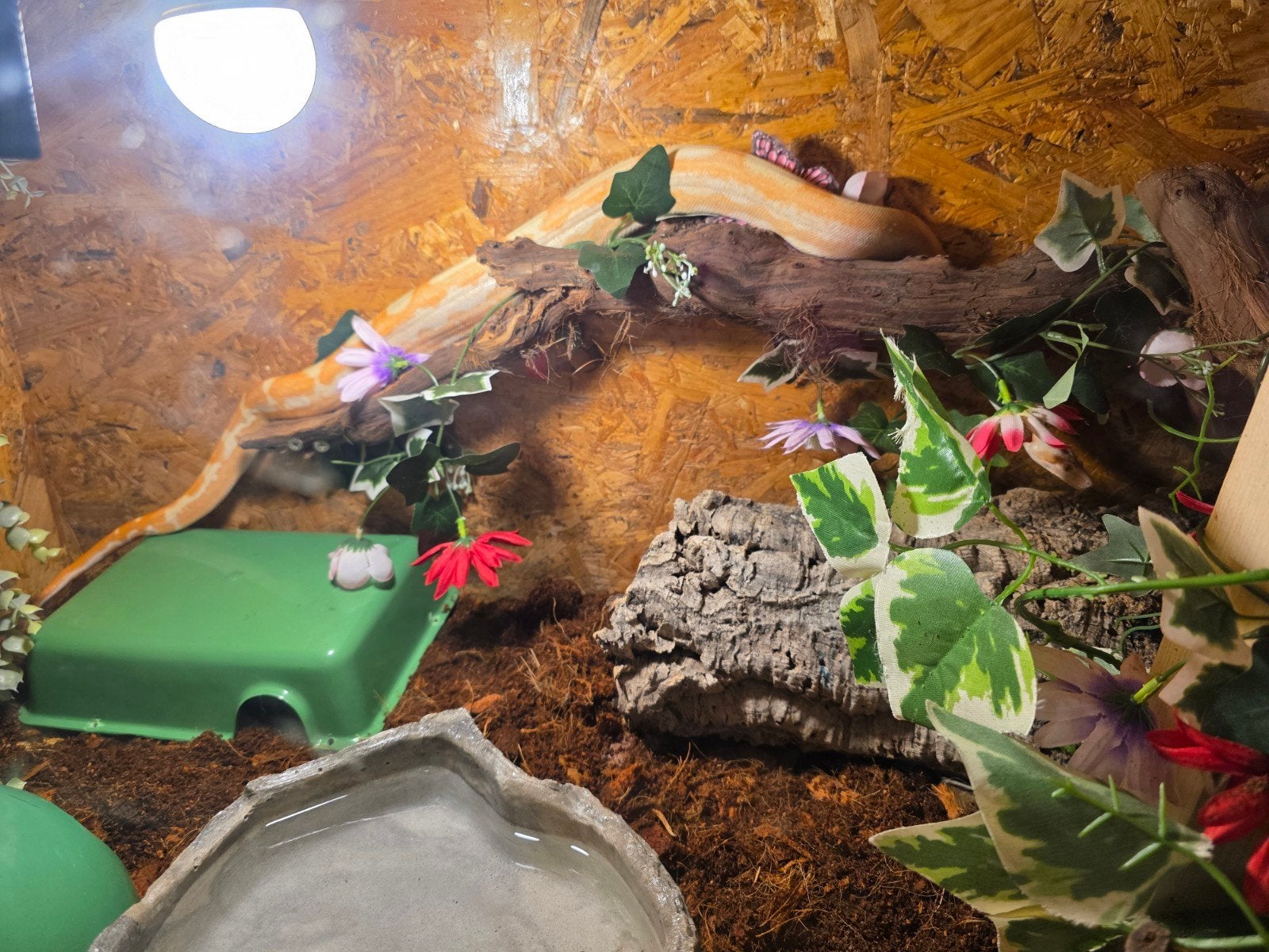 bci sunglow motley, boa
Lucifer: bci sunglow motley (kahl) Boa Constrictor photo 4